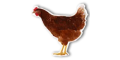 FarmCamps DE