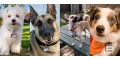 hushpuppydog.com ES